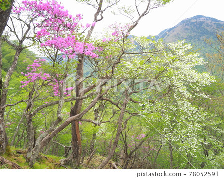 Takahara mountain forest where palm otters bloom 78052591