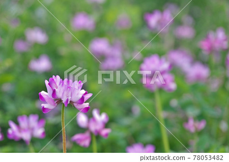 Astragalus flower blooming in the rice field 78053482