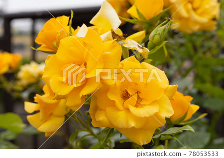 多朵黃玫瑰 Julia Child 78053533