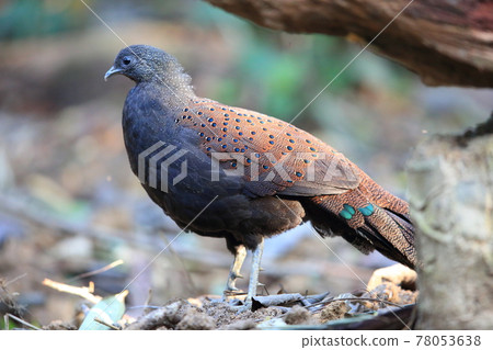 Male peacock-phew 78053638