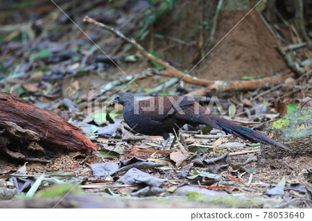 雄性孔雀呷 雄性孔雀呷 78053640