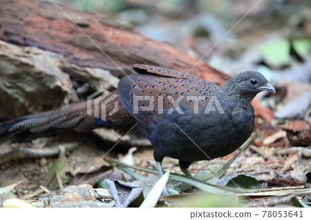 雄性孔雀呷 雄性孔雀呷 78053641