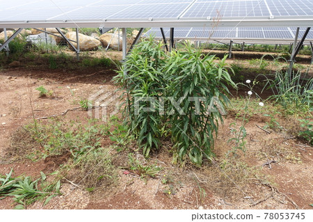 Solar power plant with overgrown weeds Solar power plant with overgrown weeds 78053745