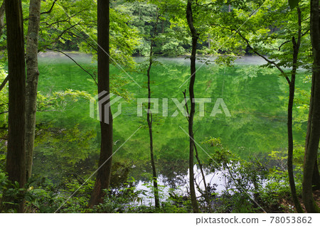 Summer Ryugakubo Pond (Tsunan, Niigata) 78053862