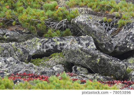 Ezo naughty rabbit 78053896