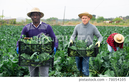 Farmer carrying box with freshly picked broccoli 78054105