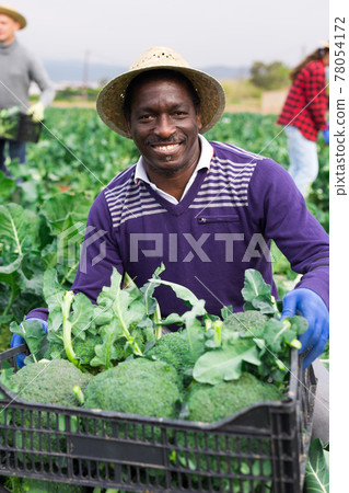 Farmer carrying box with freshly picked broccoli Farmer carrying box with freshly picked broccoli 78054172