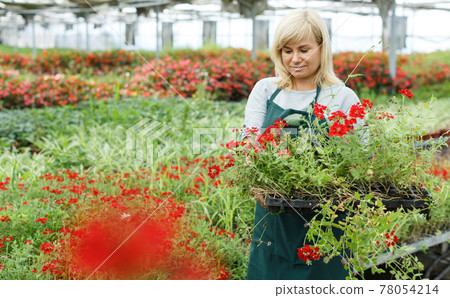 Portrait of mature female florist working with vervena plants in hothouse Portrait of mature female florist working with vervena plants in hothouse 78054214