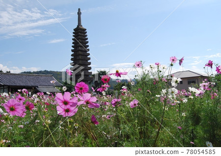 十萬石塔和Kurokuji的宇宙 十萬石塔和Kurokuji的宇宙 78054585