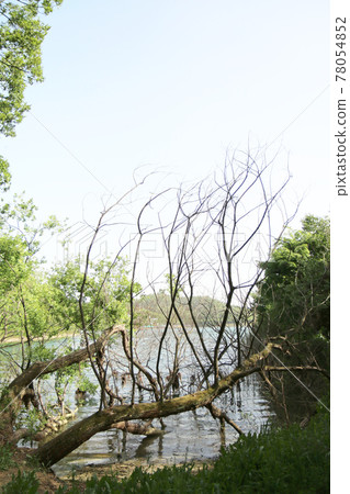 A tree that grew up on the shores of a lake (Korea) A tree that grew up on the shores of a lake (Korea) 78054852