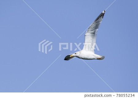 Seagull dancing in the sky Kasumigaura Seagull dancing in the sky Kasumigaura 78055234