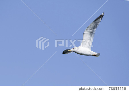 海鷗在霞浦天空中跳舞 78055236