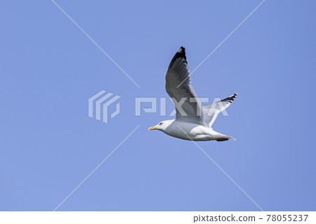 Seagull dancing in the sky Kasumigaura Seagull dancing in the sky Kasumigaura 78055237