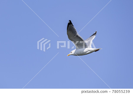 Seagull dancing in the sky Kasumigaura 78055239