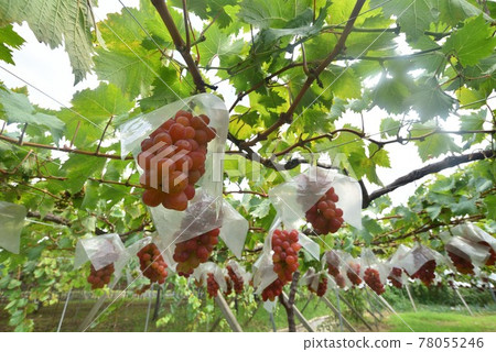 Grape Kaiji Grape Kaiji 78055246