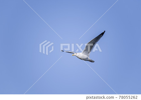 Seagull dancing in the sky Kasumigaura Seagull dancing in the sky Kasumigaura 78055262