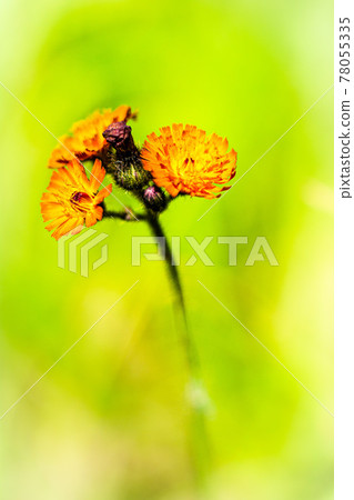 Forest flowers that stand out on a green background 78055335