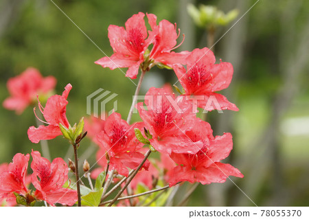 Ezo Yamatsutsuji Ezoyama 躅 Yamatsutsuji 78055370