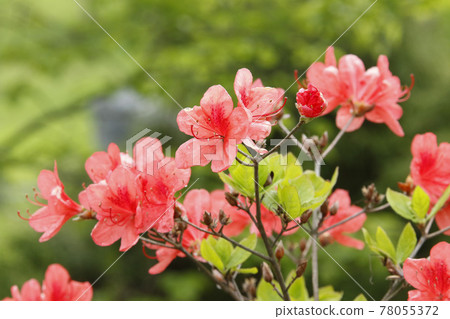 Ezo Yamatsutsuji Ezoyama 躅 Yamatsutsuji 78055372