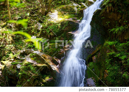 Nara / Kasugayama Primeval Forest / Uguisuno Waterfall 78055377
