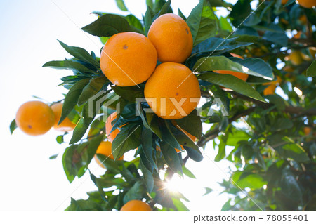 橘子 橘子 78055401