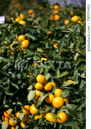 橘子 橘子 78055402