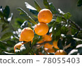 橘子 78055403