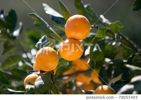 橘子 78055403