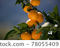 橘子 78055409