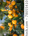 橘子 78055410