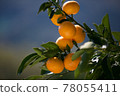 橘子 78055411