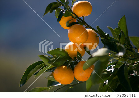 橘子 橘子 78055411