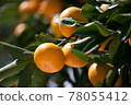 橘子 78055412