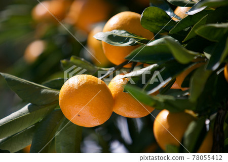 橘子 78055412