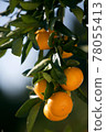 橘子 78055413