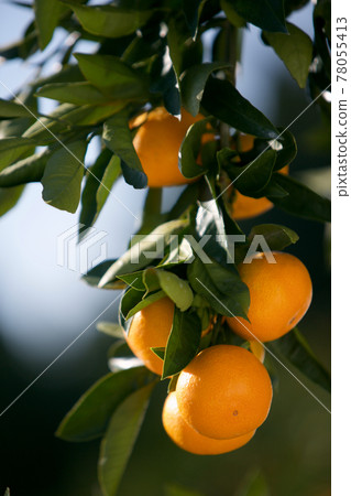 橘子 78055413