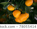 橘子 78055414