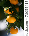 橘子 78055415
