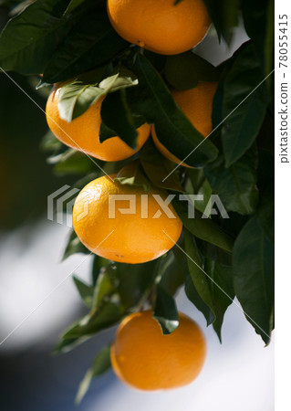 橘子 78055415