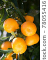 橘子 78055416