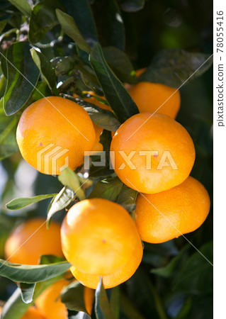 橘子 橘子 78055416