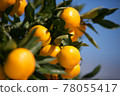 橘子 78055417