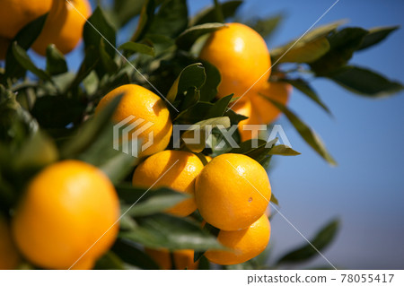 橘子 橘子 78055417