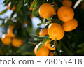 橘子 78055418