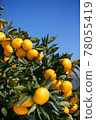 橘子 78055419