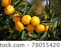橘子 78055420