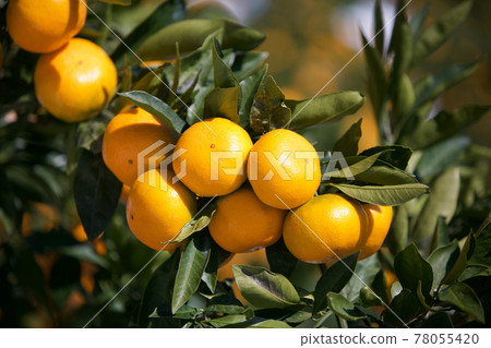 橘子 橘子 78055420