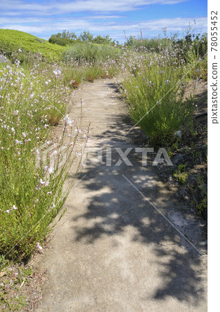 Summer landscape Summer landscape 78055452