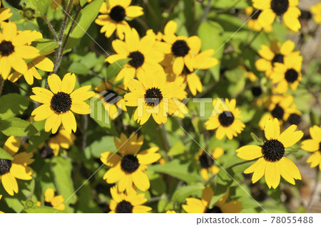 Summer landscape Summer landscape 78055488