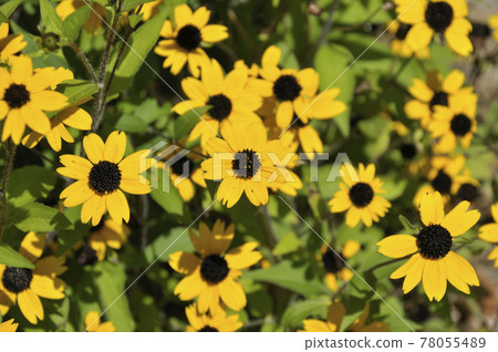 Summer landscape Summer landscape 78055489
